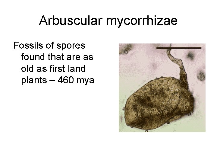 Arbuscular mycorrhizae Fossils of spores found that are as old as first land plants