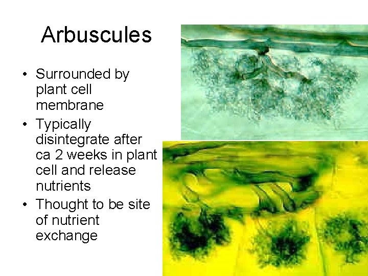 Arbuscules • Surrounded by plant cell membrane • Typically disintegrate after ca 2 weeks