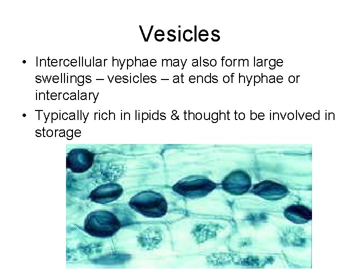 Vesicles • Intercellular hyphae may also form large swellings – vesicles – at ends