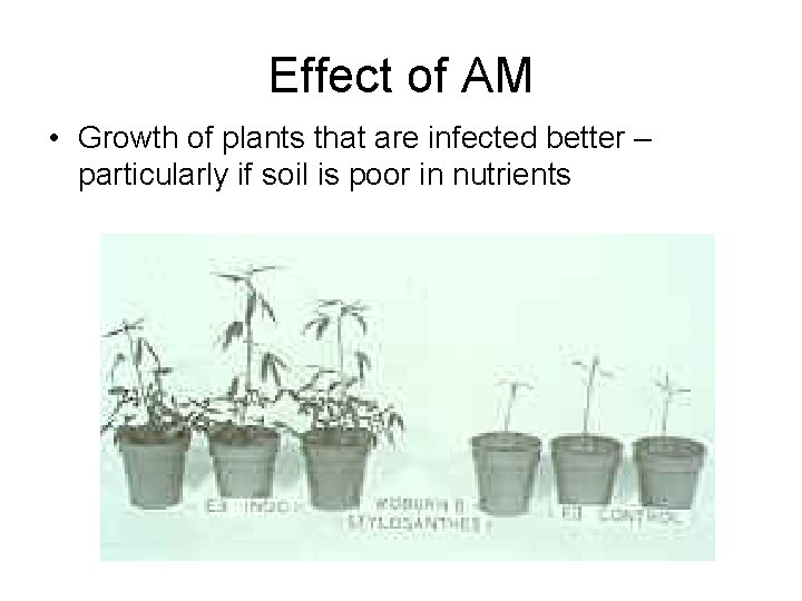 Effect of AM • Growth of plants that are infected better – particularly if