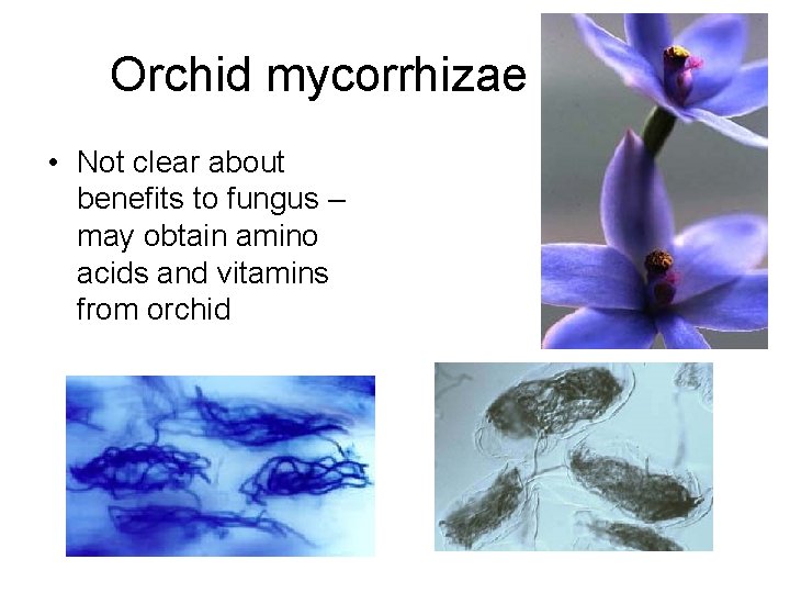 Orchid mycorrhizae • Not clear about benefits to fungus – may obtain amino acids