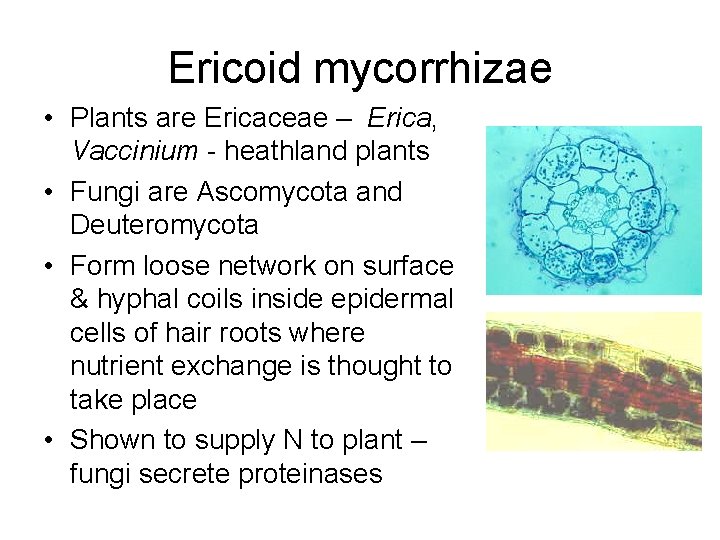 Ericoid mycorrhizae • Plants are Ericaceae – Erica, Vaccinium - heathland plants • Fungi