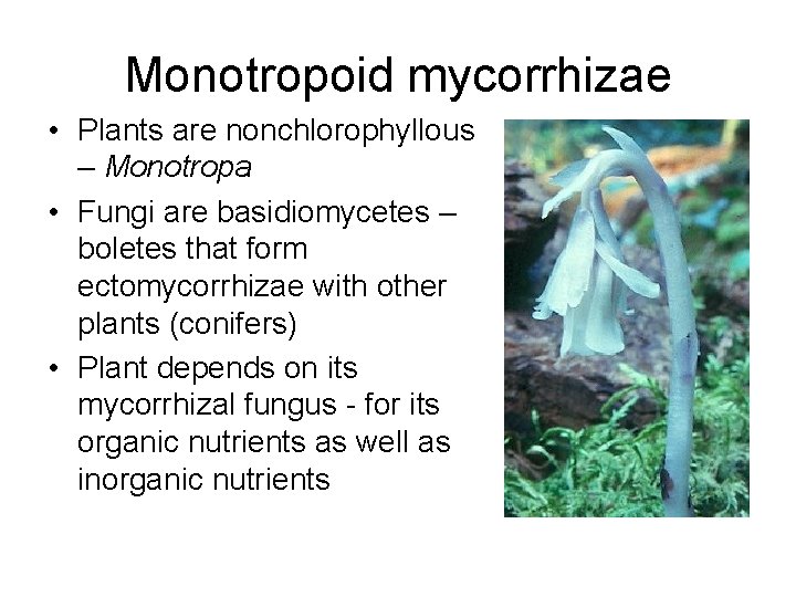 Monotropoid mycorrhizae • Plants are nonchlorophyllous – Monotropa • Fungi are basidiomycetes – boletes