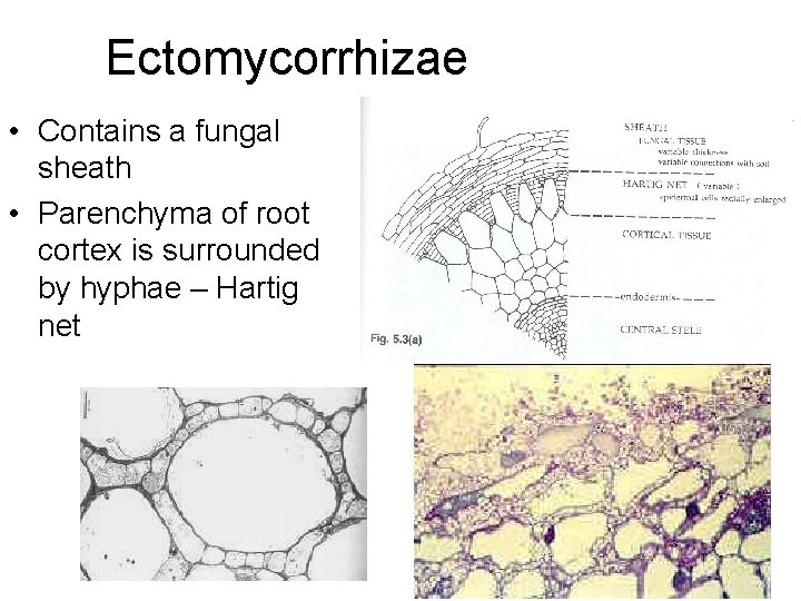 Ectomycorrhizae • Contains a fungal sheath • Parenchyma of root cortex is surrounded by
