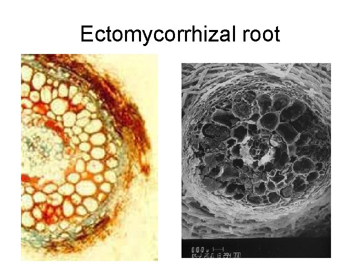 Ectomycorrhizal root 