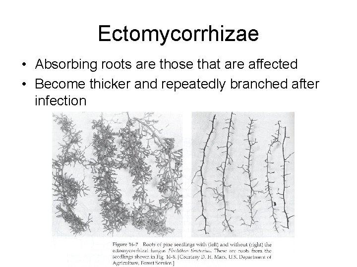 Ectomycorrhizae • Absorbing roots are those that are affected • Become thicker and repeatedly