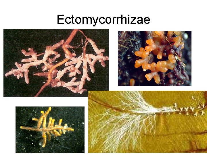 Ectomycorrhizae 