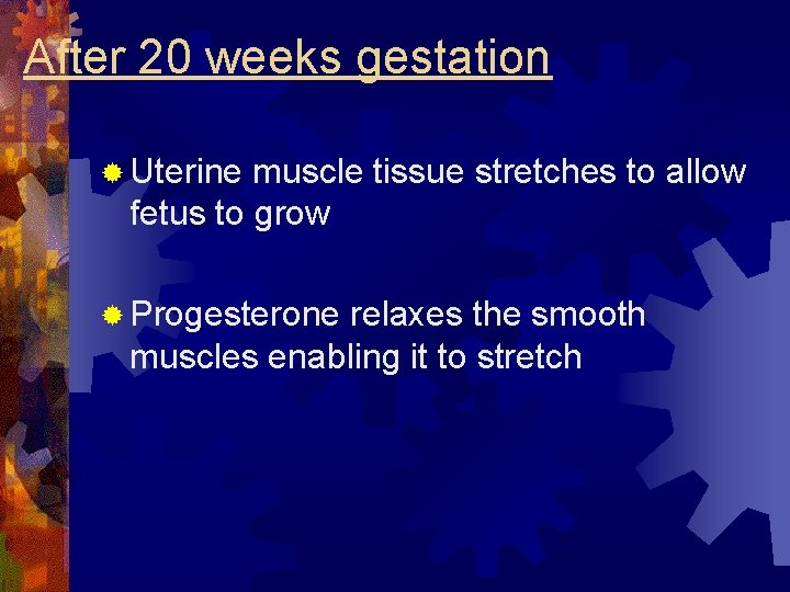 After 20 weeks gestation ® Uterine muscle tissue stretches to allow fetus to grow