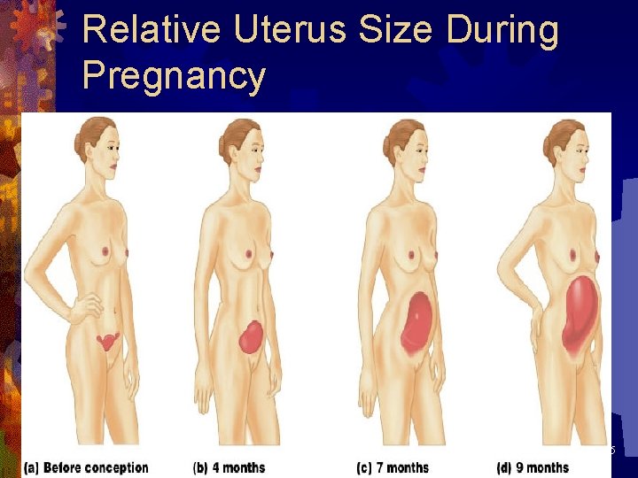 Relative Uterus Size During Pregnancy Figure 28. 15 