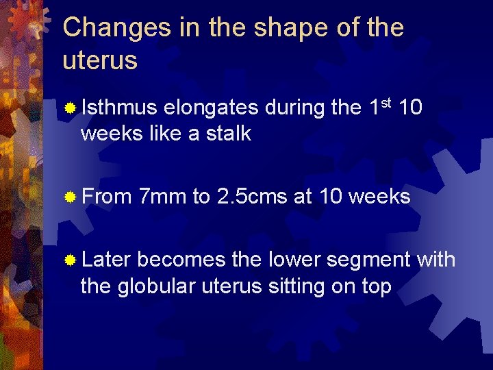 Changes in the shape of the uterus ® Isthmus elongates during the 1 st