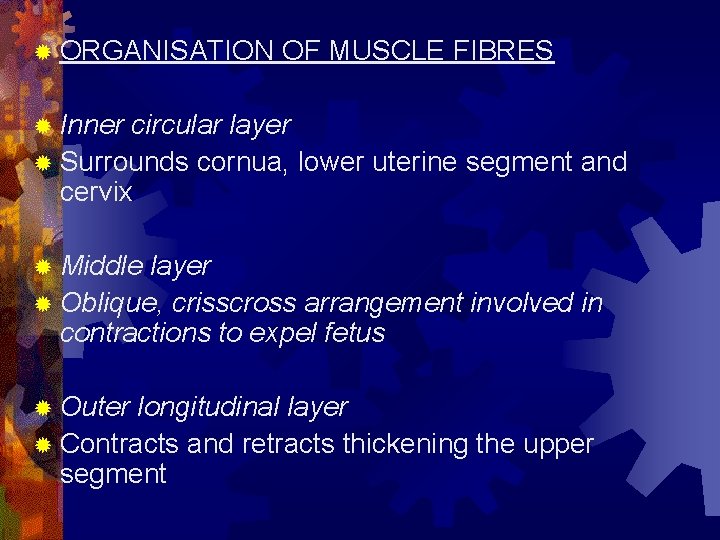 ® ORGANISATION OF MUSCLE FIBRES ® Inner circular layer ® Surrounds cornua, lower uterine