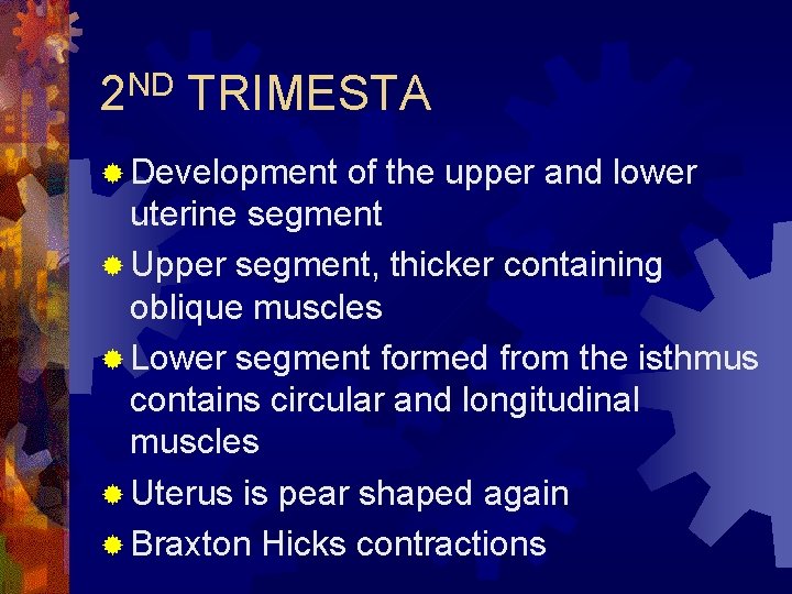 ND 2 TRIMESTA ® Development of the upper and lower uterine segment ® Upper