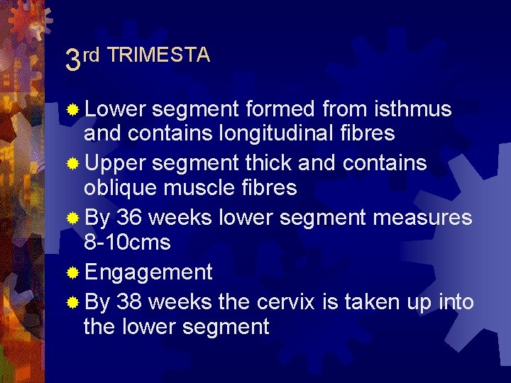 rd TRIMESTA 3 ® Lower segment formed from isthmus and contains longitudinal fibres ®