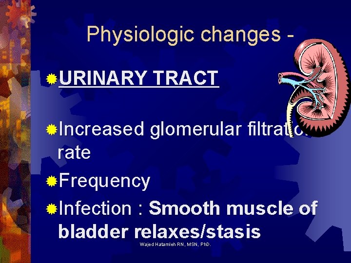 Physiologic changes ®URINARY TRACT ®Increased glomerular filtration rate ®Frequency ®Infection : Smooth muscle of
