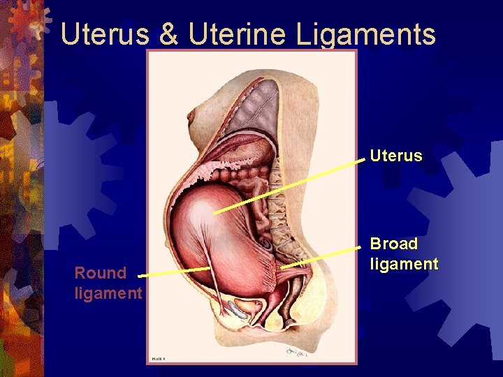 Uterus & Uterine Ligaments Uterus Round ligament Broad ligament 