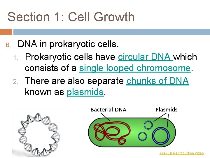 Section 1: Cell Growth B. DNA in prokaryotic cells. 1. Prokaryotic cells have circular