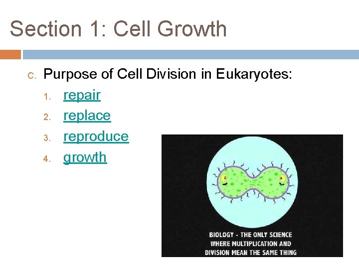 Section 1: Cell Growth C. Purpose of Cell Division in Eukaryotes: 1. repair 2.
