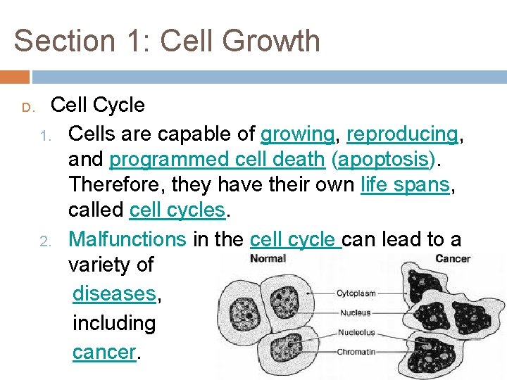 Section 1: Cell Growth D. Cell Cycle 1. Cells are capable of growing, reproducing,