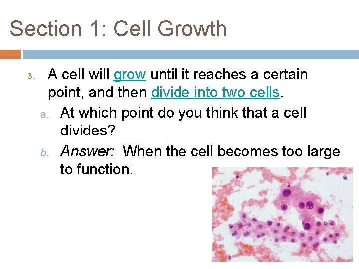 Section 1: Cell Growth 3. A cell will grow until it reaches a certain Section 1: Cell Growth 3. A cell will grow until it reaches a certain