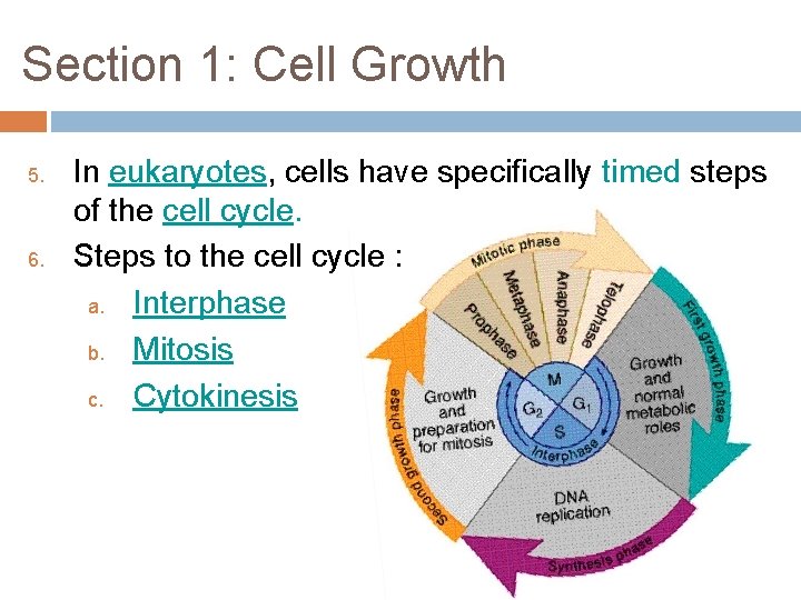 Section 1: Cell Growth 5. 6. In eukaryotes, cells have specifically timed steps of