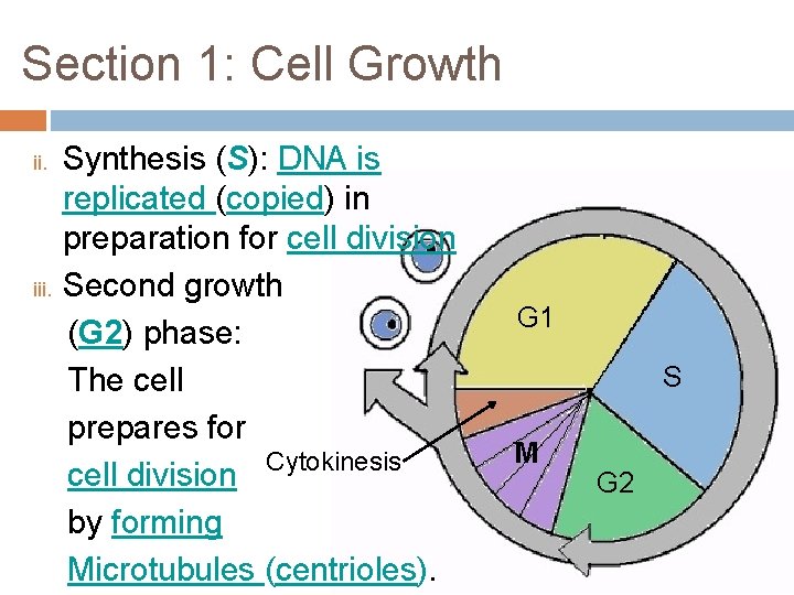 Section 1: Cell Growth ii. iii. Synthesis (S): DNA is replicated (copied) in preparation Section 1: Cell Growth ii. iii. Synthesis (S): DNA is replicated (copied) in preparation