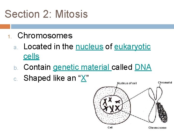 Section 2: Mitosis 1. Chromosomes a. b. c. Located in the nucleus of eukaryotic Section 2: Mitosis 1. Chromosomes a. b. c. Located in the nucleus of eukaryotic
