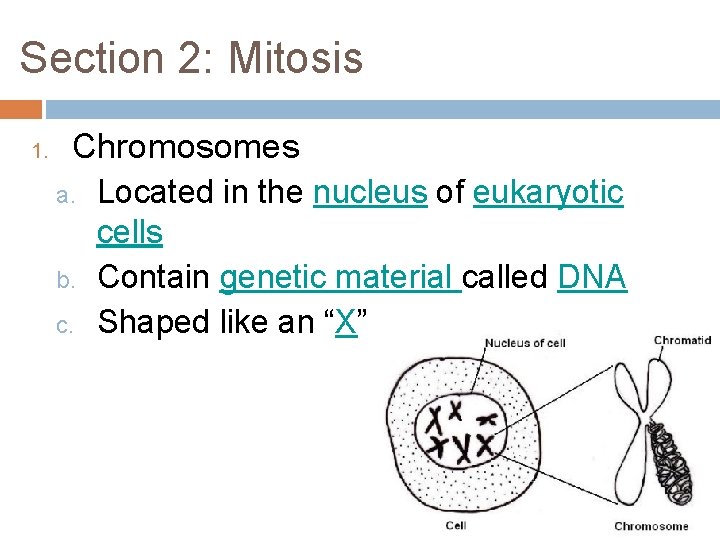 Section 2: Mitosis 1. Chromosomes a. b. c. Located in the nucleus of eukaryotic