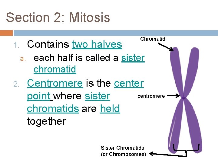 Section 2: Mitosis Contains two halves 1. a. 2. Chromatid each half is called