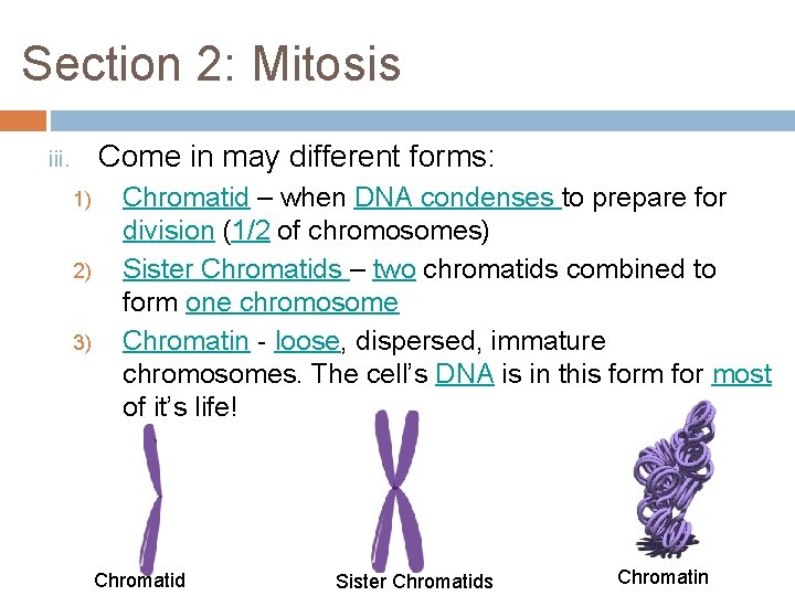 Section 2: Mitosis Come in may different forms: iii. 1) 2) 3) Chromatid –