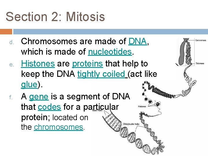 Section 2: Mitosis d. e. f. Chromosomes are made of DNA, which is made