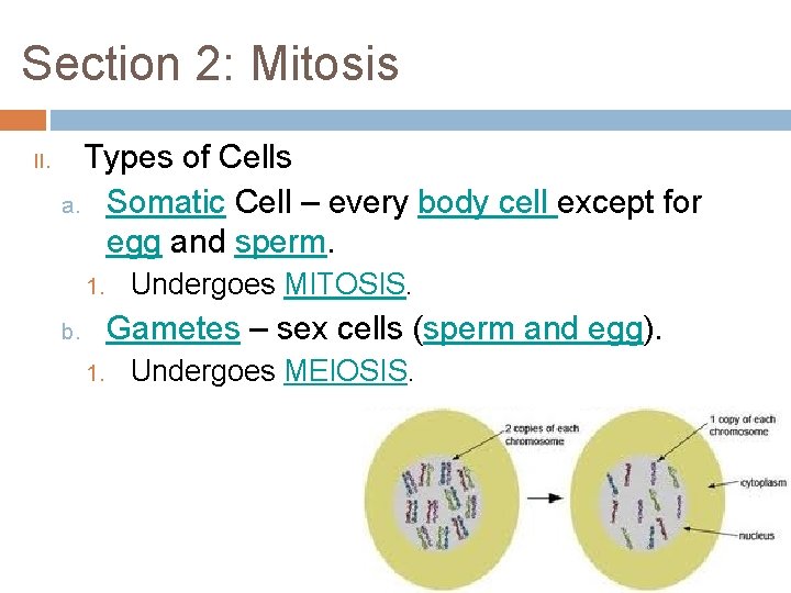 Section 2: Mitosis II. Types of Cells a. Somatic Cell – every body cell