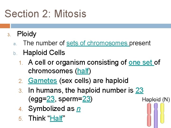 Section 2: Mitosis 3. Ploidy a. b. The number of sets of chromosomes present