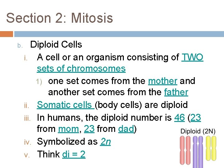 Section 2: Mitosis b. Diploid Cells i. A cell or an organism consisting of Section 2: Mitosis b. Diploid Cells i. A cell or an organism consisting of
