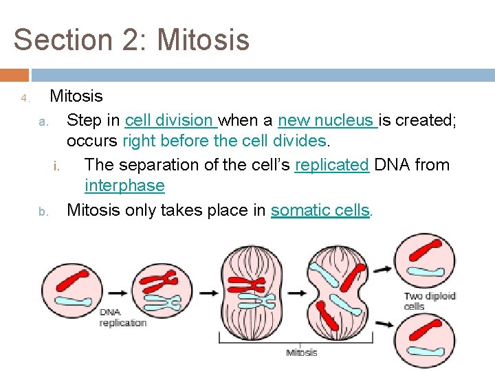 Section 2: Mitosis 4. Mitosis a. Step in cell division when a new nucleus