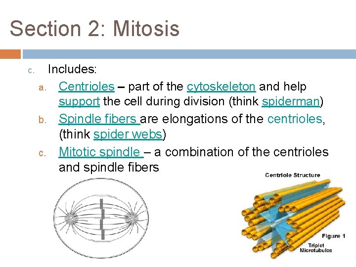 Section 2: Mitosis c. Includes: a. Centrioles – part of the cytoskeleton and help Section 2: Mitosis c. Includes: a. Centrioles – part of the cytoskeleton and help