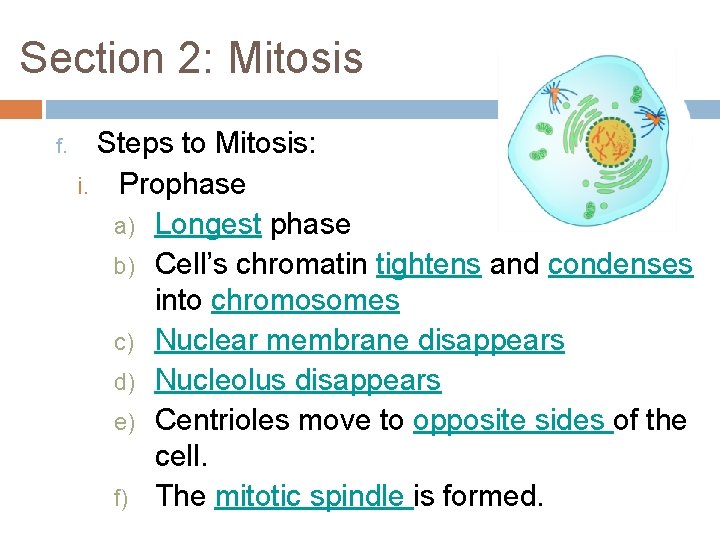 Section 2: Mitosis f. Steps to Mitosis: i. Prophase a) Longest phase b) Cell’s