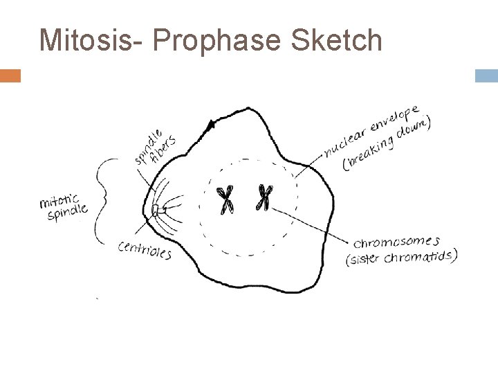 Mitosis- Prophase Sketch 