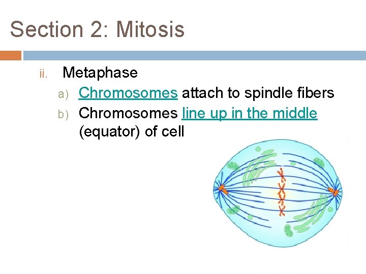 Section 2: Mitosis ii. Metaphase a) Chromosomes attach to spindle fibers b) Chromosomes line Section 2: Mitosis ii. Metaphase a) Chromosomes attach to spindle fibers b) Chromosomes line