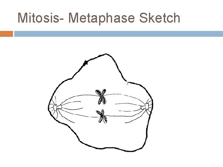 Mitosis- Metaphase Sketch 