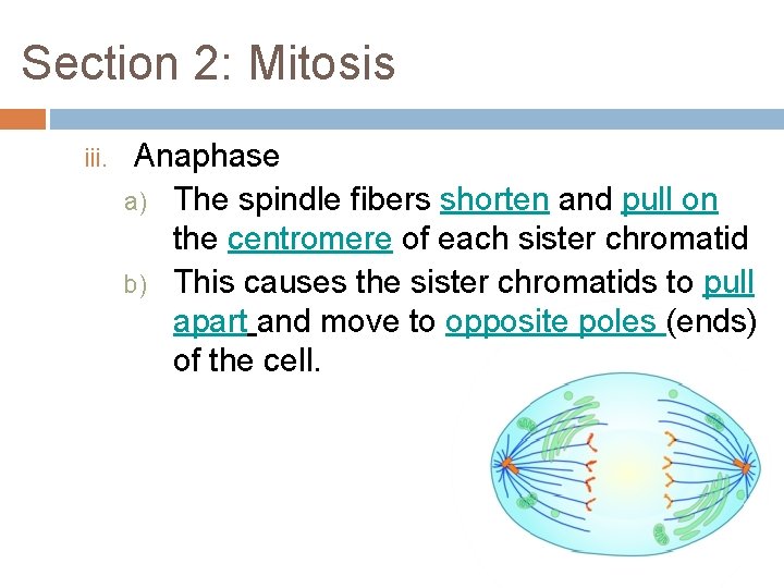 Section 2: Mitosis iii. Anaphase a) The spindle fibers shorten and pull on the