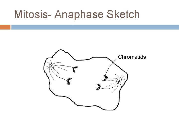 Mitosis- Anaphase Sketch Chromatids Mitosis- Anaphase Sketch Chromatids