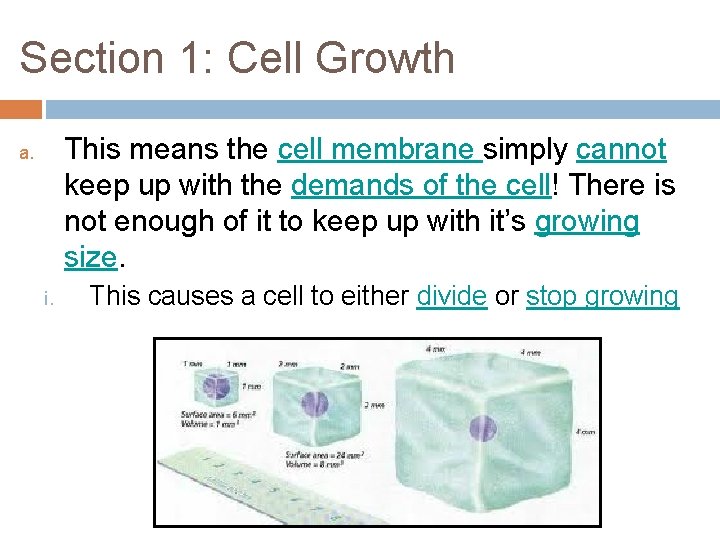Section 1: Cell Growth This means the cell membrane simply cannot keep up with