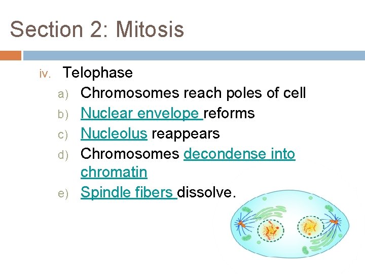 Section 2: Mitosis iv. Telophase a) Chromosomes reach poles of cell b) Nuclear envelope