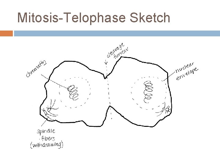Mitosis-Telophase Sketch 
