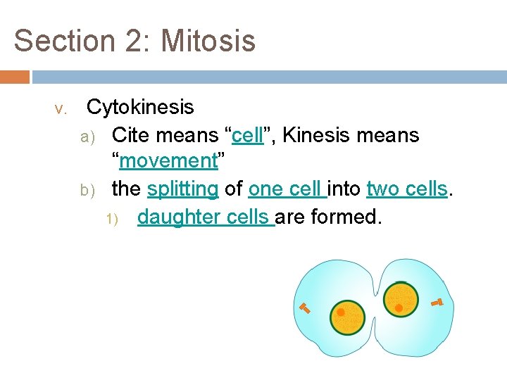 Section 2: Mitosis v. Cytokinesis a) Cite means “cell”, Kinesis means “movement” b) the