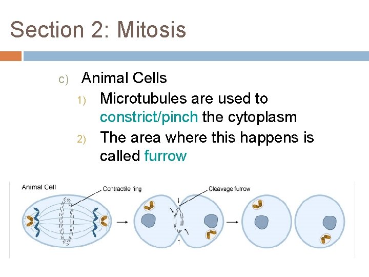 Section 2: Mitosis c) Animal Cells 1) Microtubules are used to constrict/pinch the cytoplasm