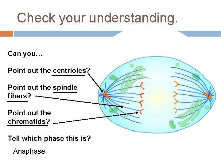 Check your understanding. Can you… Point out the centrioles? Point out the spindle fibers?