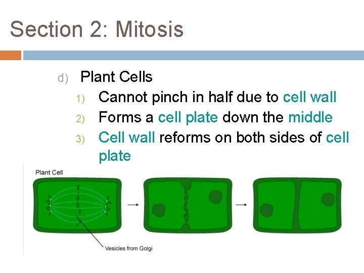Section 2: Mitosis d) Plant Cells 1) Cannot pinch in half due to cell