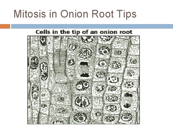 Mitosis in Onion Root Tips Mitosis in Onion Root Tips