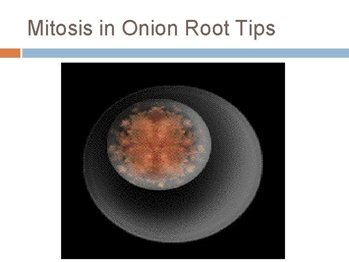 Mitosis in Onion Root Tips Mitosis in Onion Root Tips